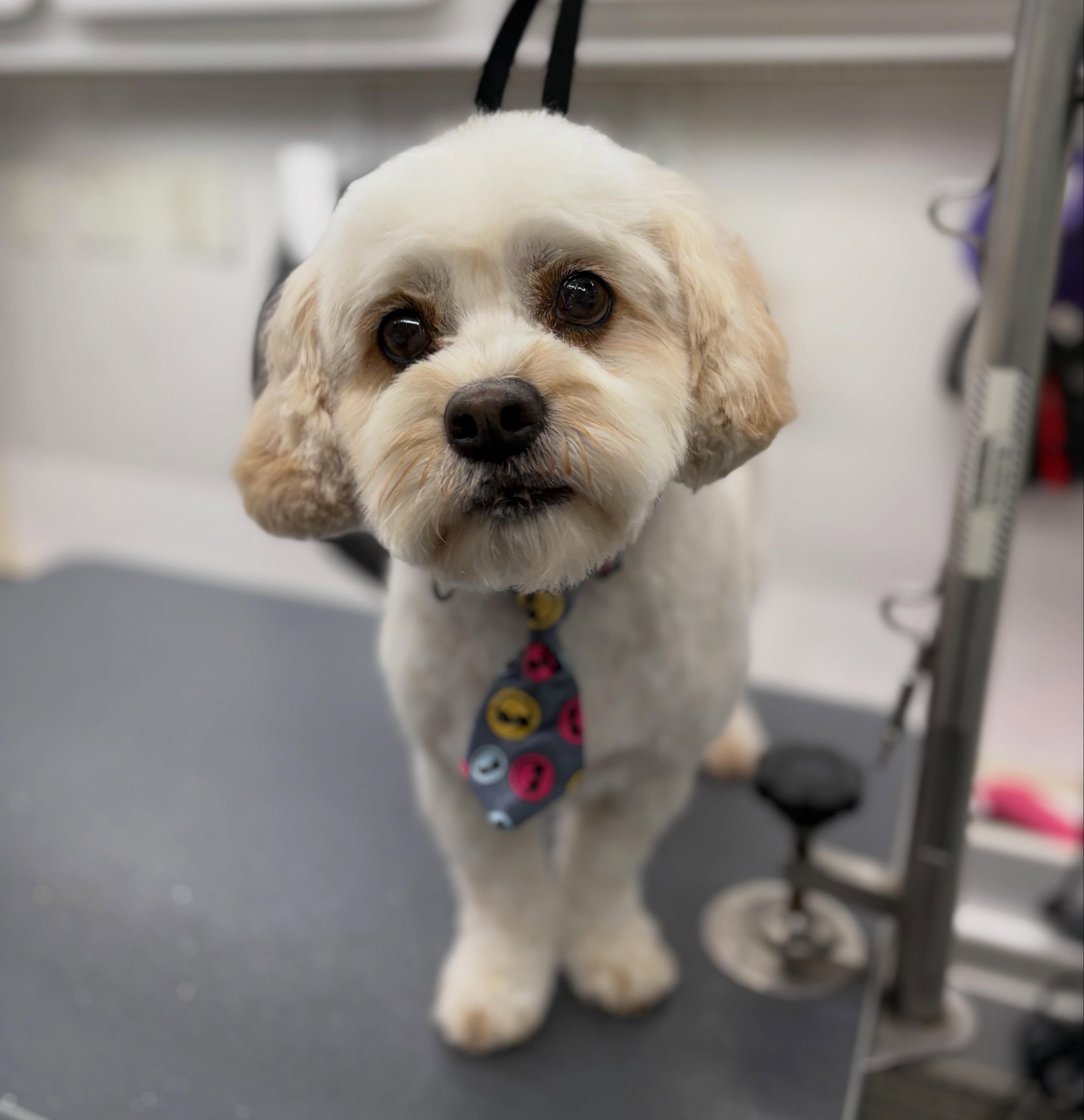 Groomed dog photo 3