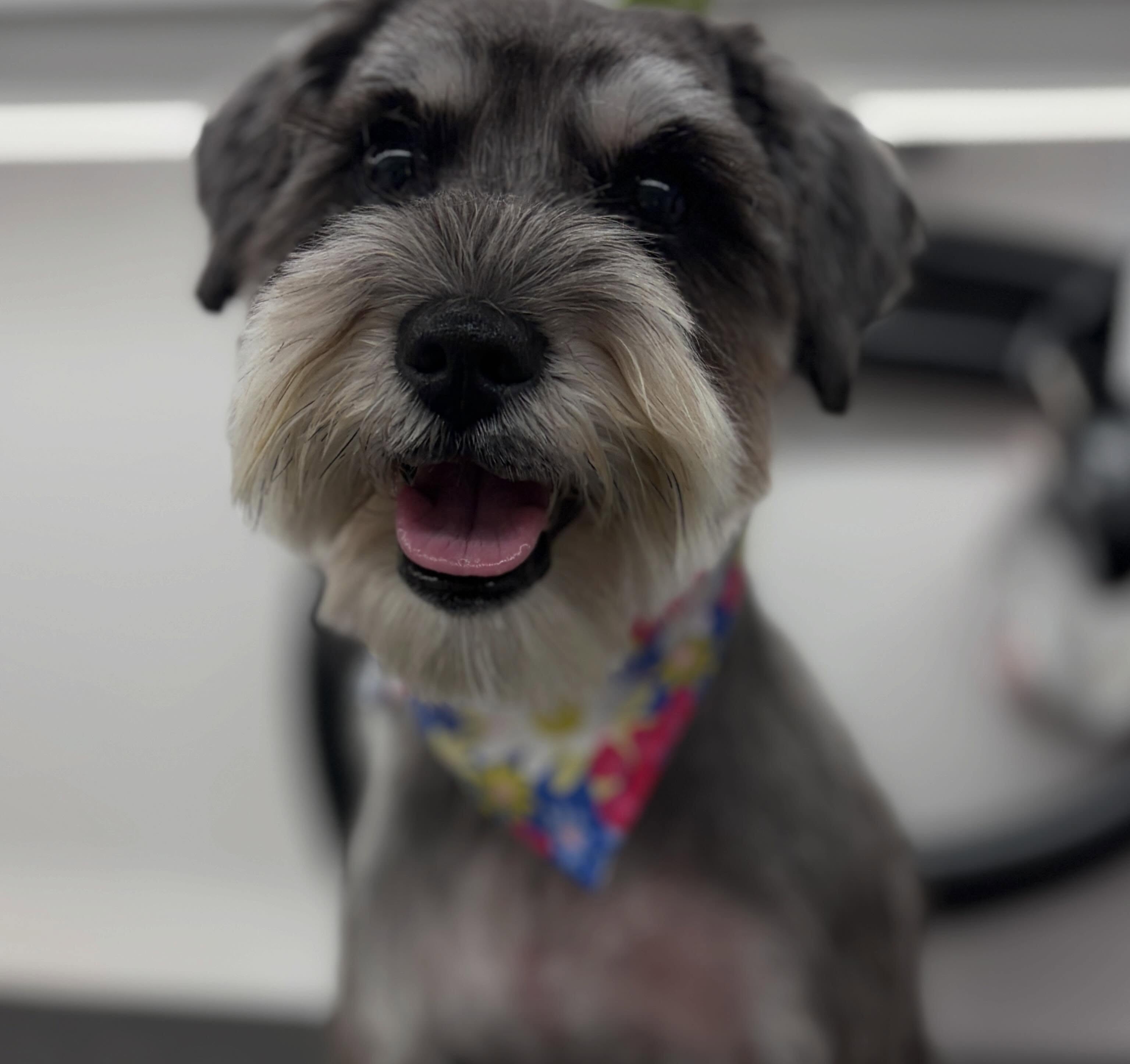 Groomed dog photo 4