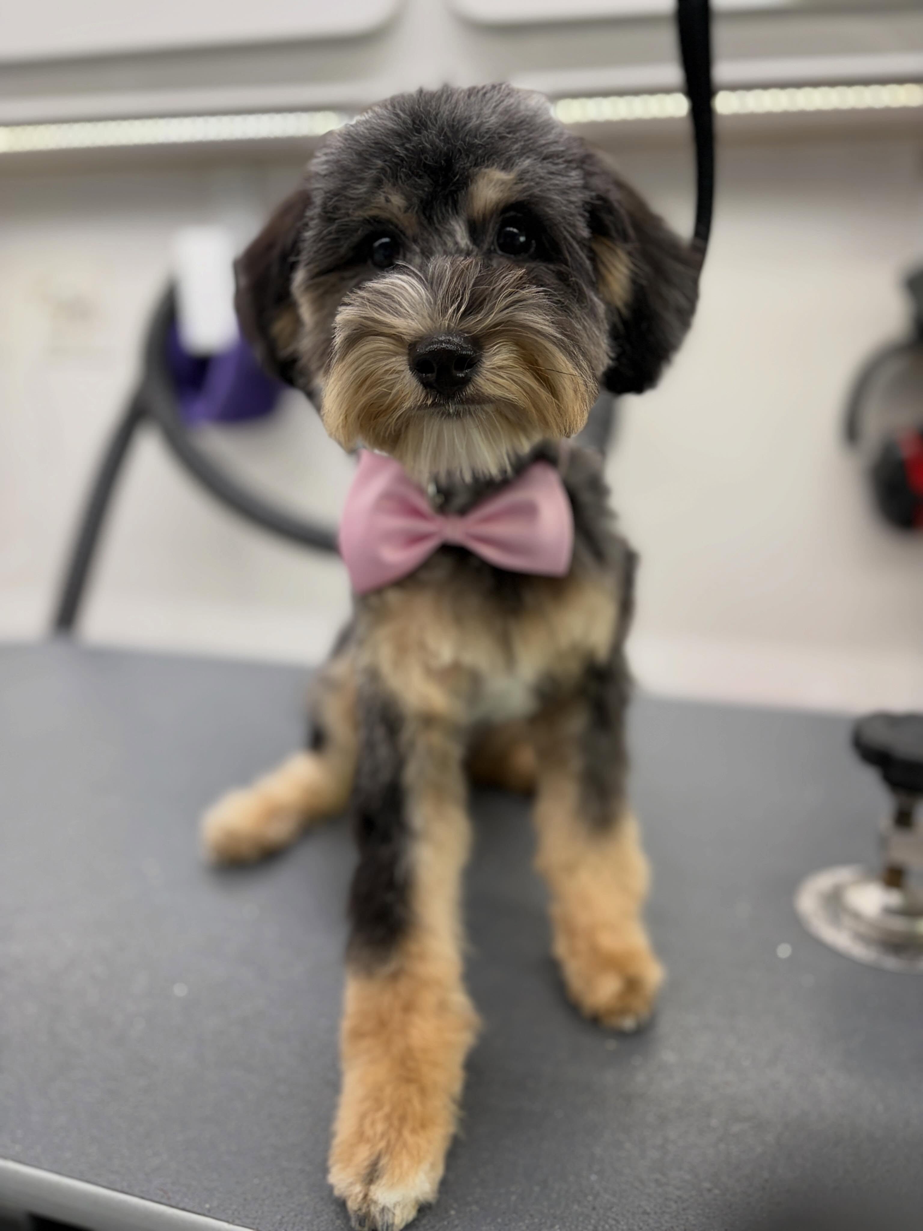Groomed dog photo 1