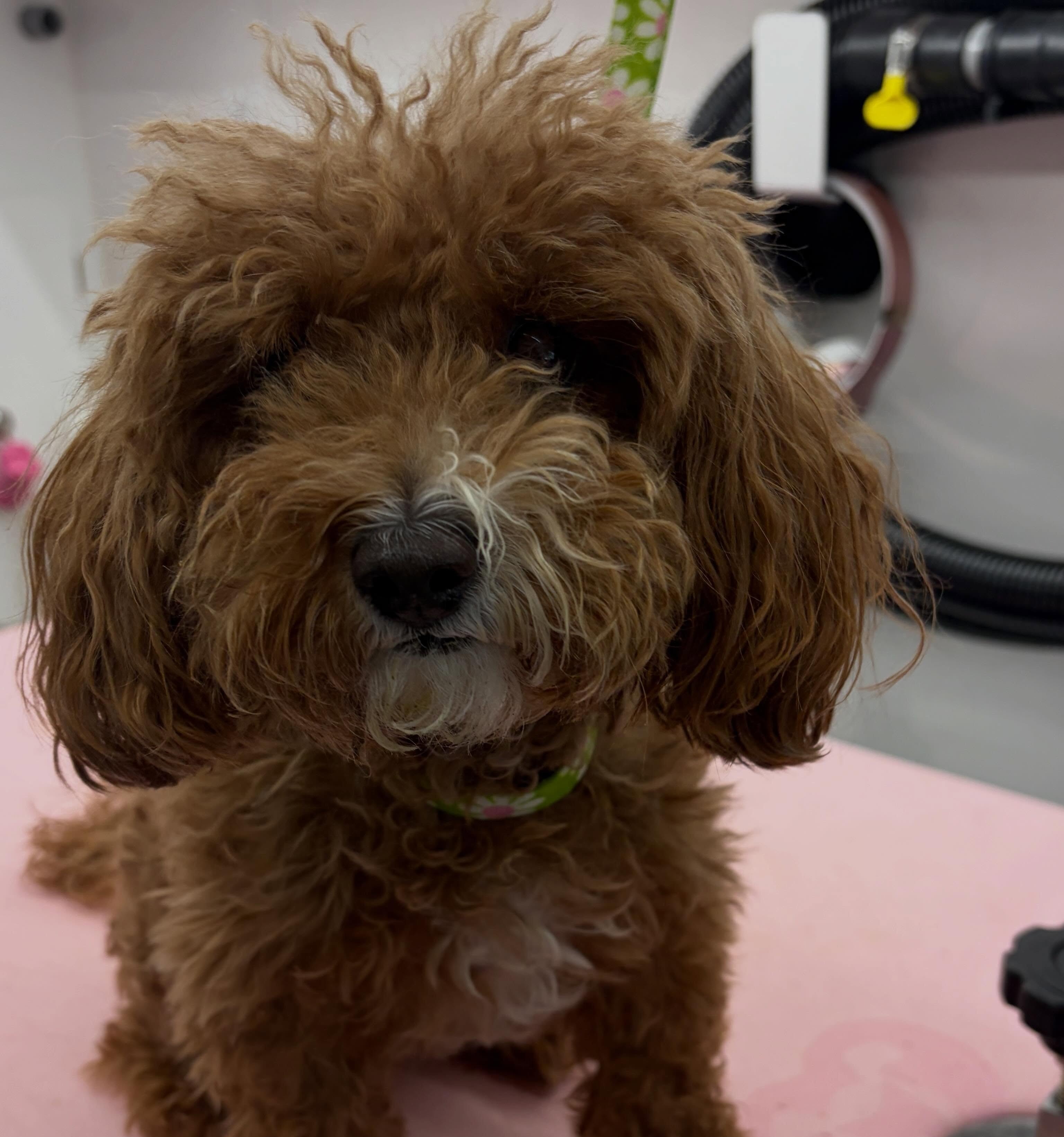 Before grooming